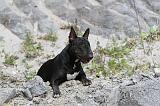BULL TERRIER 017